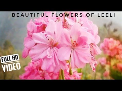 Leeli flowers || beautyfull nature || Whatsapp video || beautyfull flowers || All nature shoot ...