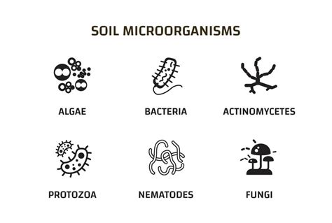 Premium Vector | Soil Microorganisms that reproduce in the soil Soil biology bacteria fungi ...