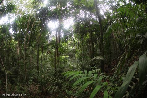 Rain forest in Panama [panama_0211]