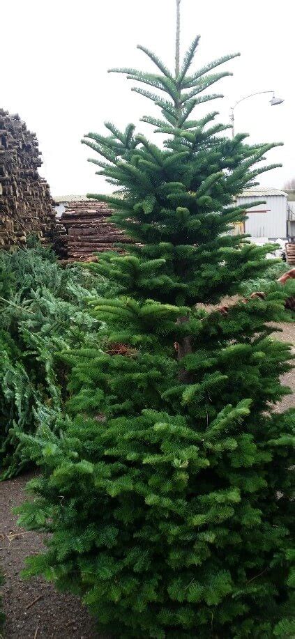 Noble fir | Real Christmas Tree | Cork Christmas Trees