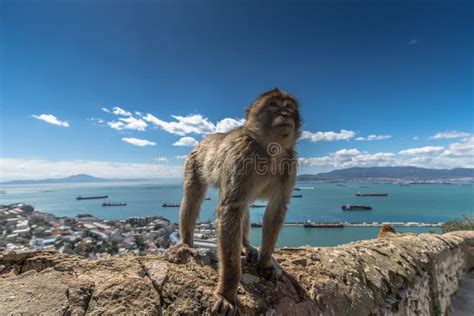 A Barbary Macaque Monkey in Gibraltar Stock Image - Image of wild, macaque: 112615849