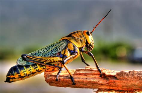 Grasshopper - Stock Image