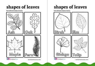 Types Of Leaves free Worksheet - worksheetszone