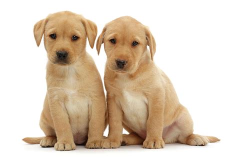 Two Cute Yellow Labrador Puppies Photograph by Mark Taylor - Fine Art America