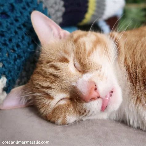 Cat Sleeping Habits And Facts About Our Feline Friends - Cole & Marmalade