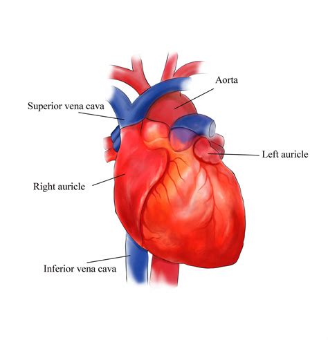 Simple Diagram Of Human Heart With Labels