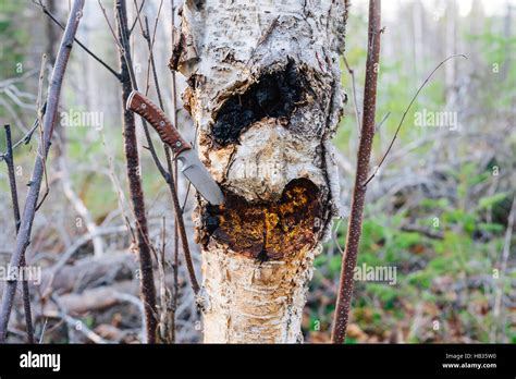 Harvesting a chaga mushroom (Inonotus obliquus) from a paper birch tree in British Columbia ...