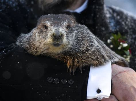 At Virtual Groundhog Day Ceremony, Punxsutawney Phil Predicts 6 More Weeks Of Winter | WBUR