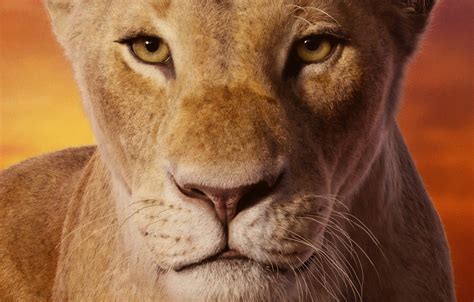 Photo Wallpaper Look, Face, Lioness, The Lion King, - Nala Lion King ...