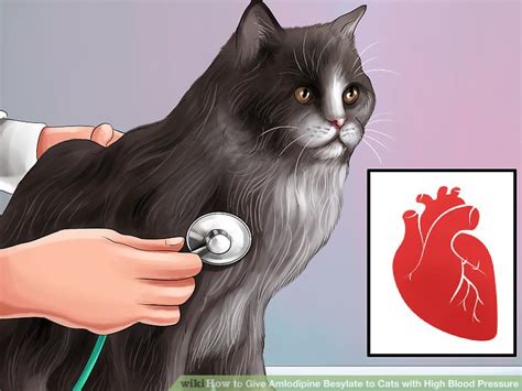How to Give Amlodipine Besylate to Cats with High Blood Pressure