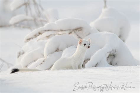 Can you spot the Ermine? - Shetzers Photography