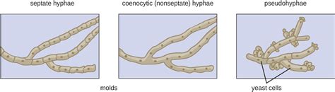 Fungi | Microbiology: Health and Disease | Study Guides