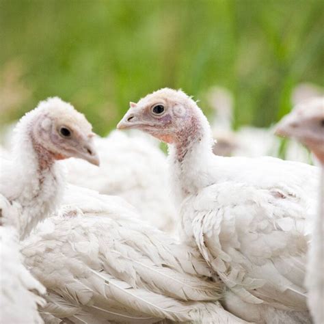 How to support better farm animal welfare this holiday season | Latest ...