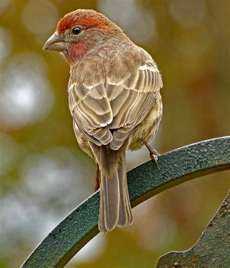 Male House Finch - FeederWatch