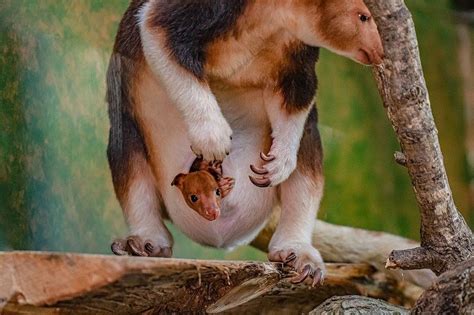 Chester Zoo: Rare tree kangaroo emerges from mum's pouch - BBC News