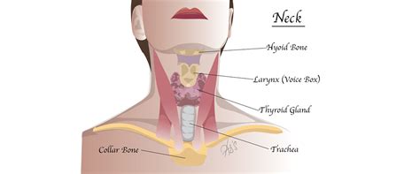 London ENT Associates | SUBMANDIBULAR GLAND