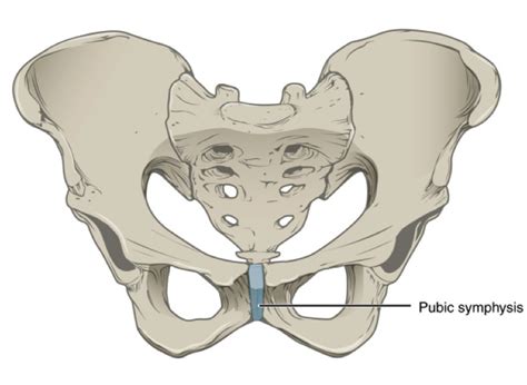 Relieving pubic symphysis pain during & after pregnancy - Beyond Birthing