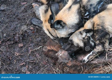 African Hunting Dog Pack Eating Horse Carcas Stock Image - Image of game, safari: 84138095