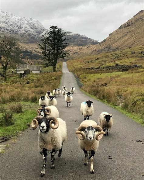 Scotish traffic. | Animals beautiful, Scotland, Animals