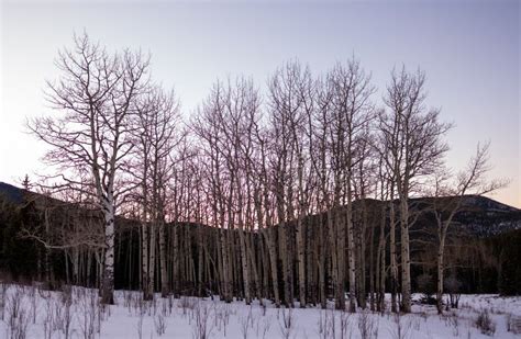 A Grove of Aspen Trees in Winter Snow Stock Photo - Image of outdoor, blue: 140032648