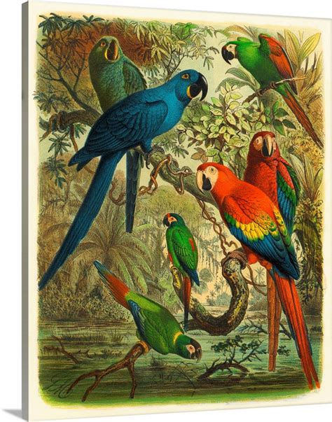 Cassel Tropical Birds III Wall Art, Canvas Prints, Framed Prints, Wall Peels | Great Big Canvas