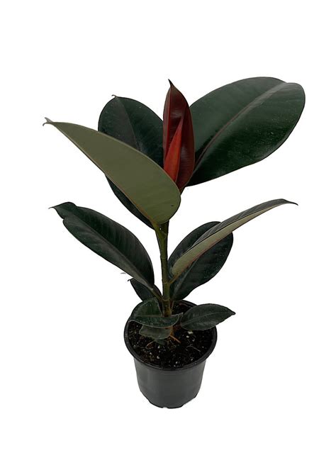 Ficus elastica 'Burgundy' 4 inch - The Garden Corner