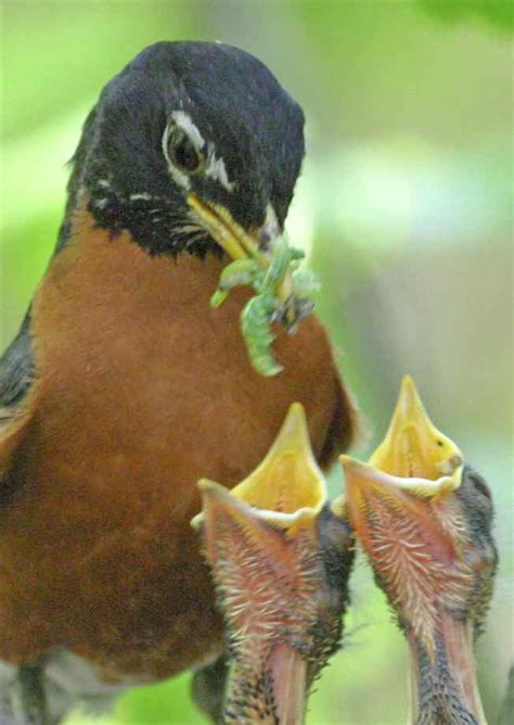 Eating His Words