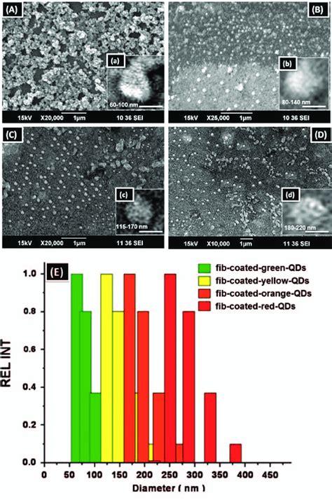 Particle size analysis by SEM: (A) fib-coated-green QDs; (B ...