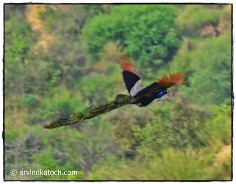 Indian Birds Photography and Details : Indian (Blue) Peafowl (Peacock) Pictures and Detail (The ...