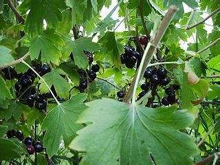 Ribes odoratum Crandall – The Agroforestry Research Trust