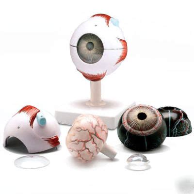 New ** ** numbered human eye anatomical optometry model