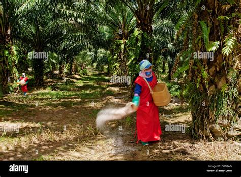 Workers scattering fertilizer pellets oil palm plantation in Malaysia ...