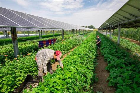 Agrivoltaic Farming: The Answer to Food & Energy Production? - Alibaba.com Reads