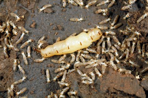 What Do Termites Look Like?