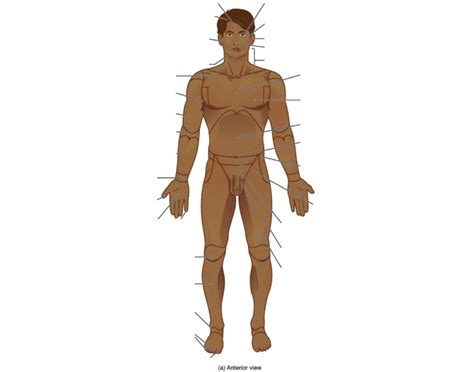 Labeling the body regions Quiz