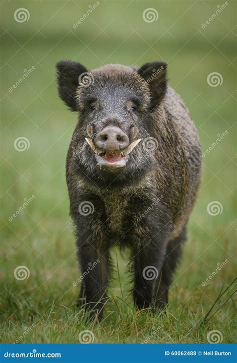 Male wild boar, up close stock photo. Image of animal - 60062488