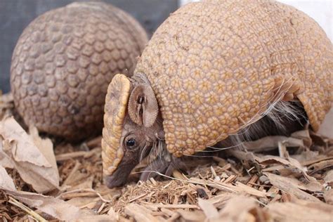 Baby armadillo makes history at Omaha zoo | Nebraska News | journalstar.com