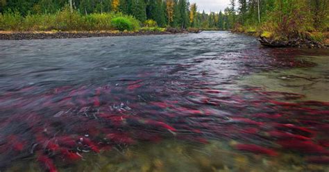 Where to see salmon spawning | Watershed Watch Salmon Society