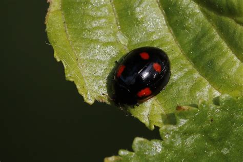 Black with red spots: What's my Ladybird? - Natural History Society of Northumbria