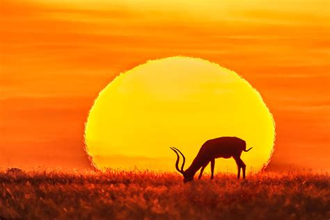 Sunset At African Savanna Photograph by James Bian - Fine Art America