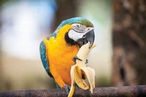 Re-thinking Food Presentation for Macaws - The Parrot Society UK