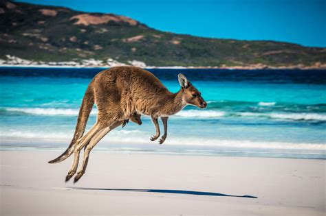 Playful Kangaroo Joey Enjoying the Beach