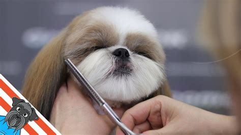 A beautiful haircuts shih tzu - How to groom shih tzu? in 2022 | Shih tzu haircuts, Shitzu dogs ...