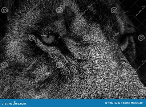 Black and White Portrait of a Lion. Eyes Close Up Stock Image - Image of metaphor, animal: 181313385