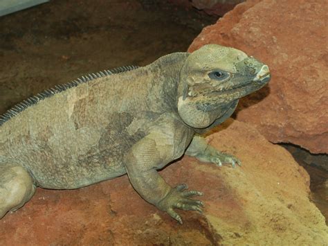 The Online Zoo - Rhinoceros Iguana