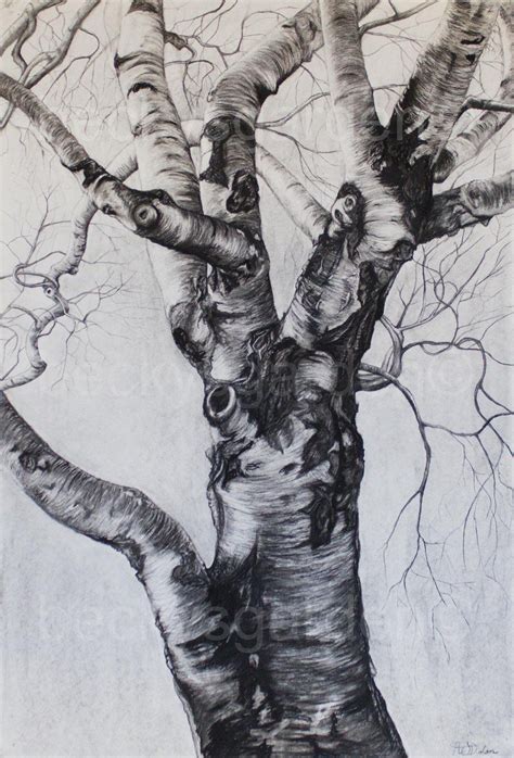 Birch Tree Drawing