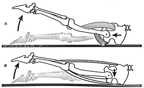 Fix Low Back Pain: Improve Hip Extension | FlexibilityRx - Performance Based Flexibility Training