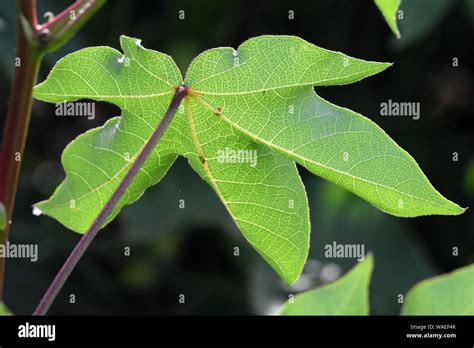 Cotton plant leaf Stock Photo - Alamy