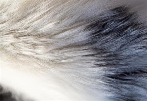 Understanding Arctic Fox Fur Color Changes: A Comprehensive Guide - FoxAuthority