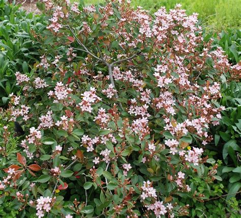 How to Grow Indian Hawthorn Plants | Garden Design